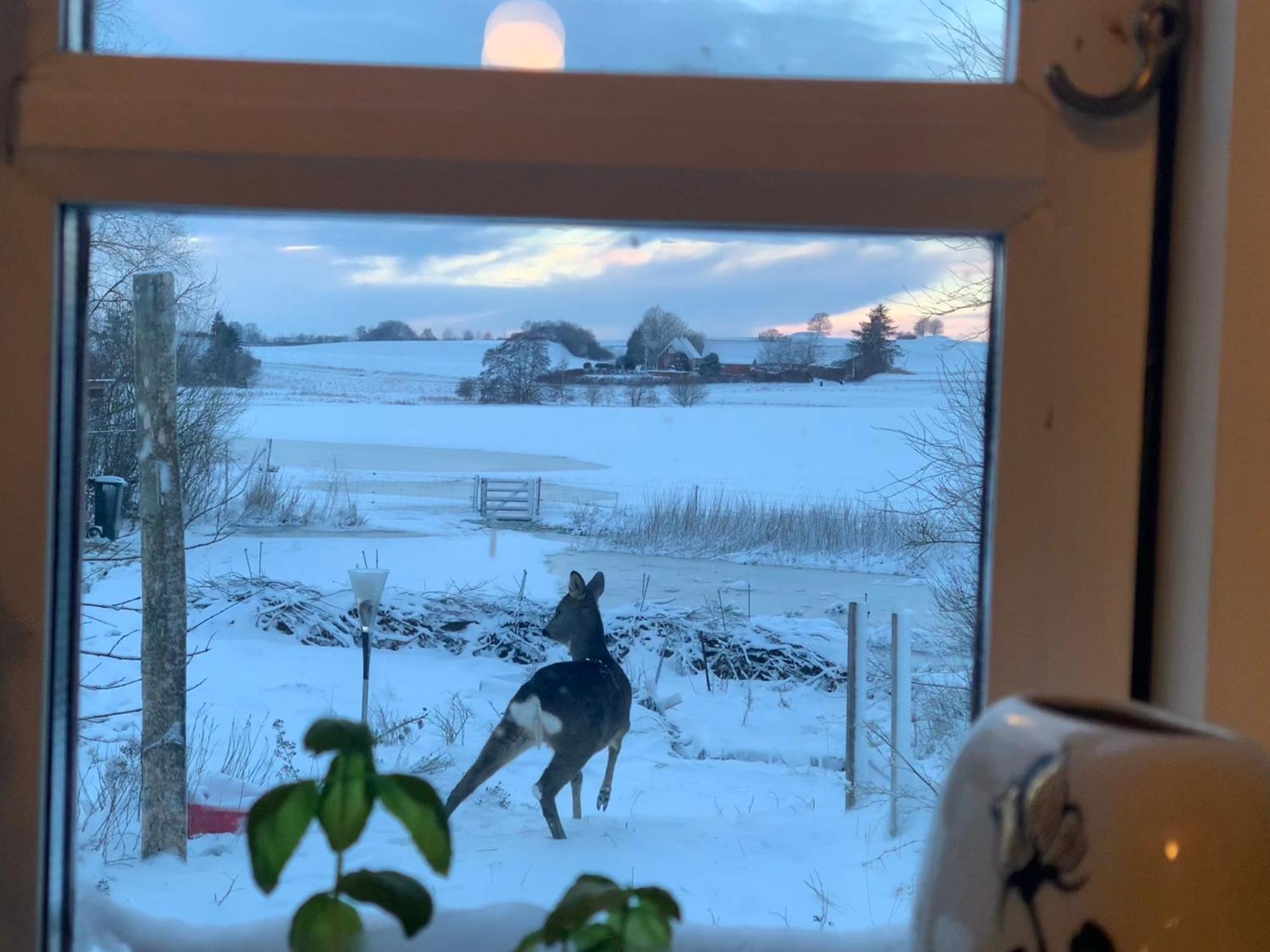 Vinkelgaard Lejlighed Ringsted Eksteriør billede
